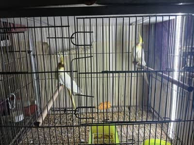 common white cockatail and grey cocktail female0/3/2/1/4/9/4/6/8/4/4