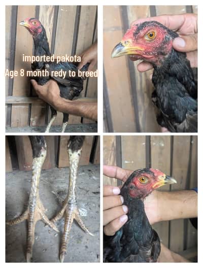 aseel bird's for sale