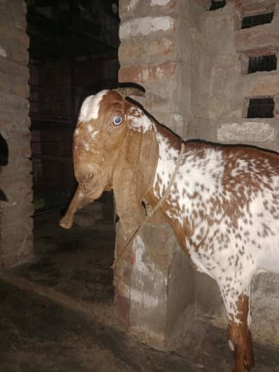 Mekhichni goat fresh cross breed pic attached