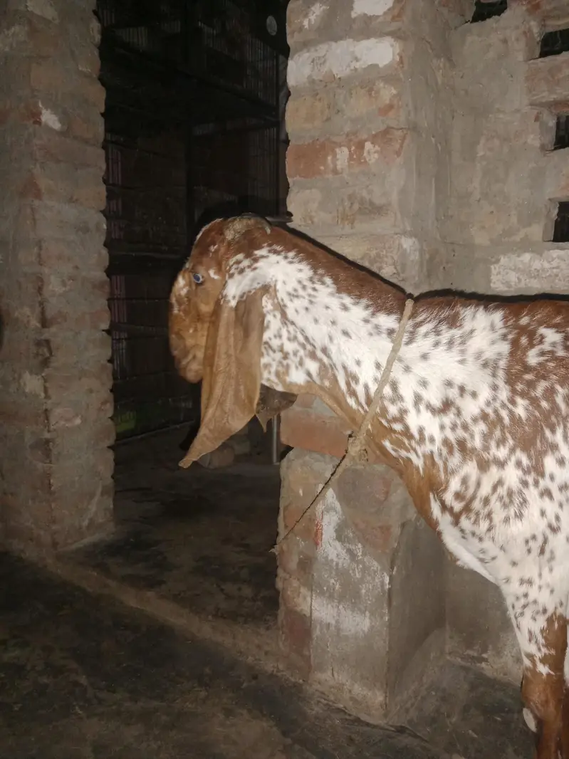 Mekhichni goat fresh cross breed pic attached — photo 2