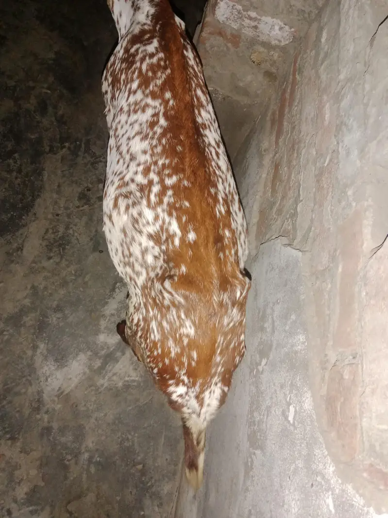 Mekhichni goat fresh cross breed pic attached — photo 3