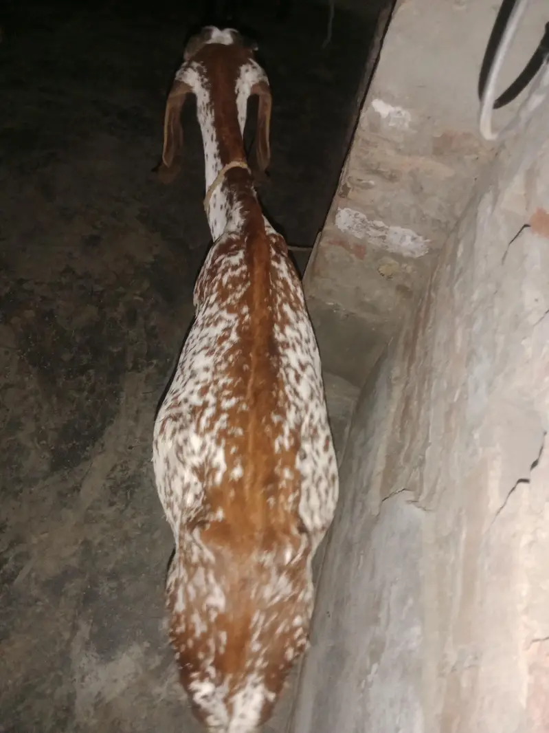 Mekhichni goat fresh cross breed pic attached — photo 4