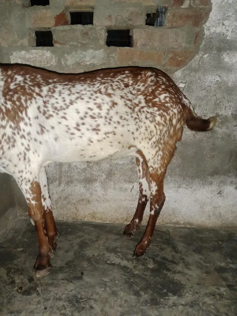 Mekhichni goat fresh cross breed pic attached — photo 5