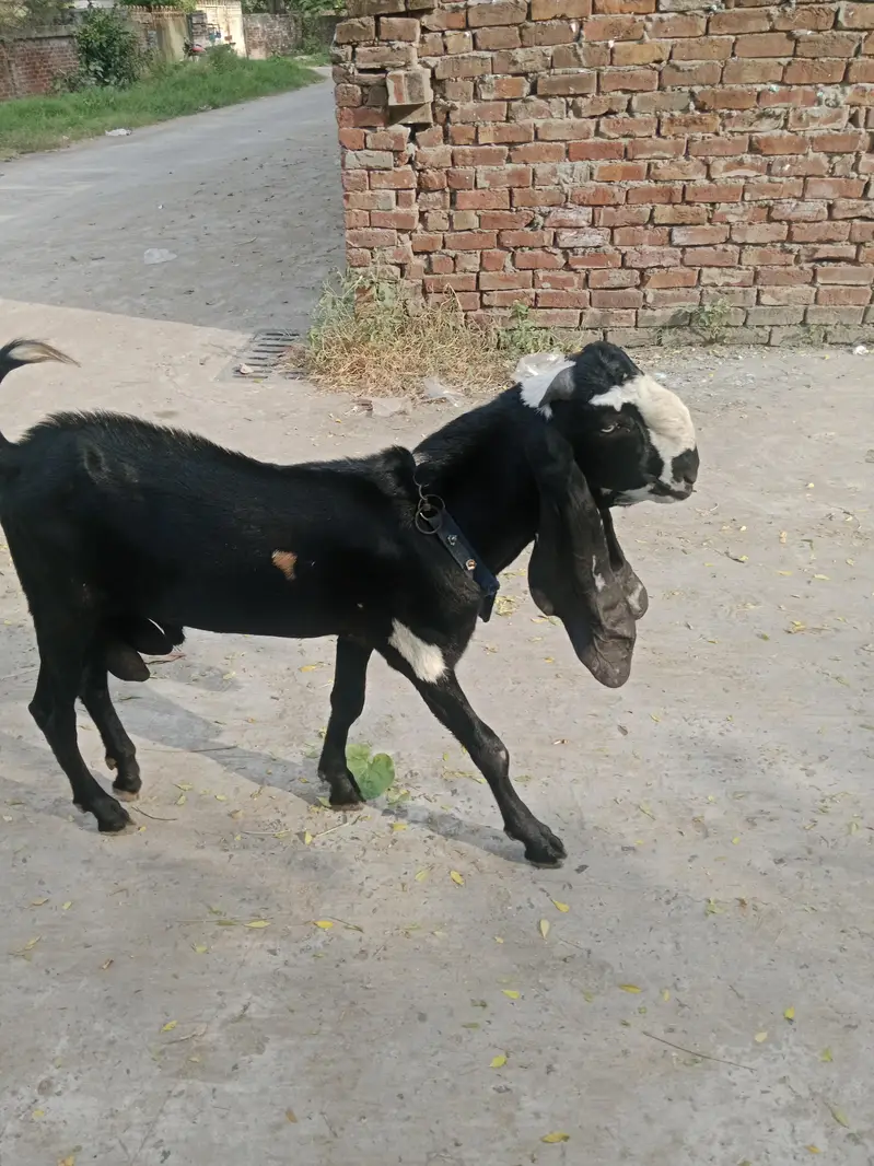 Mekhichni goat fresh cross breed pic attached — photo 6
