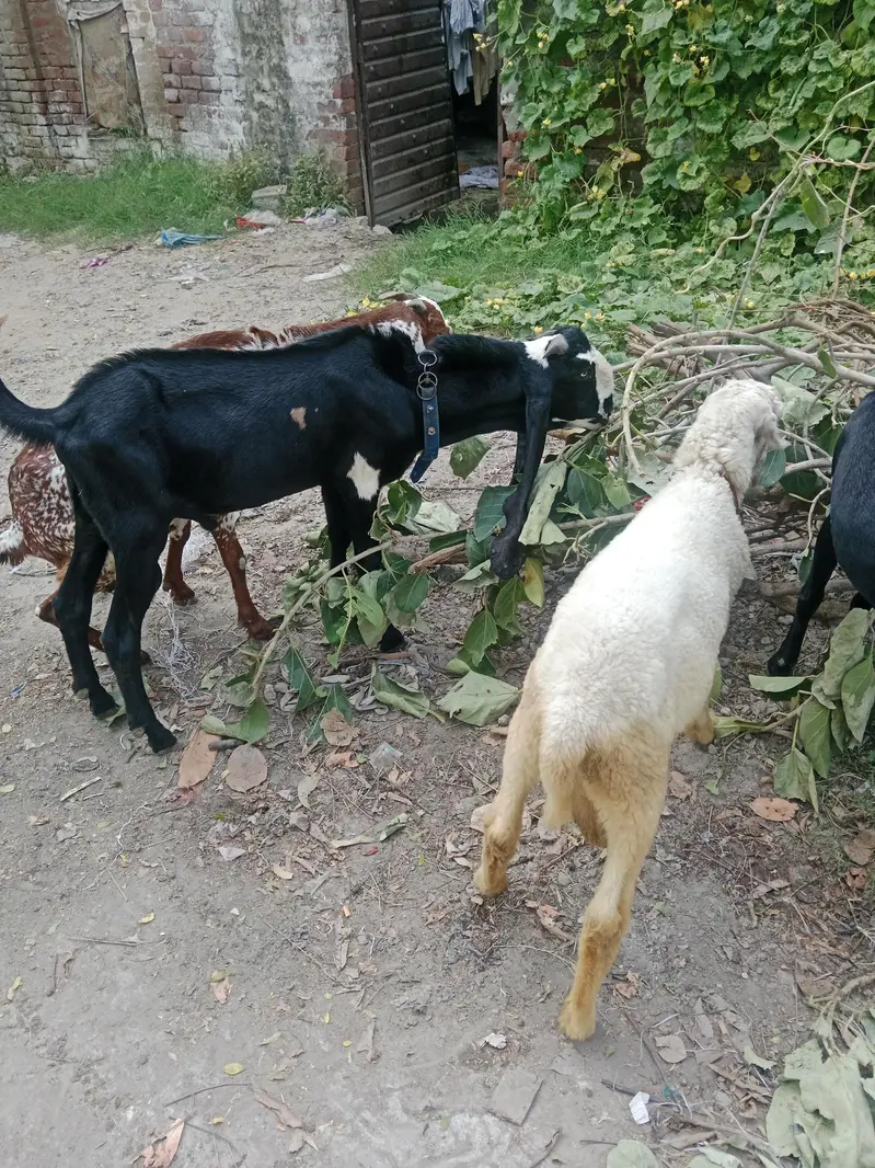 Mekhichni goat fresh cross breed pic attached — photo 7
