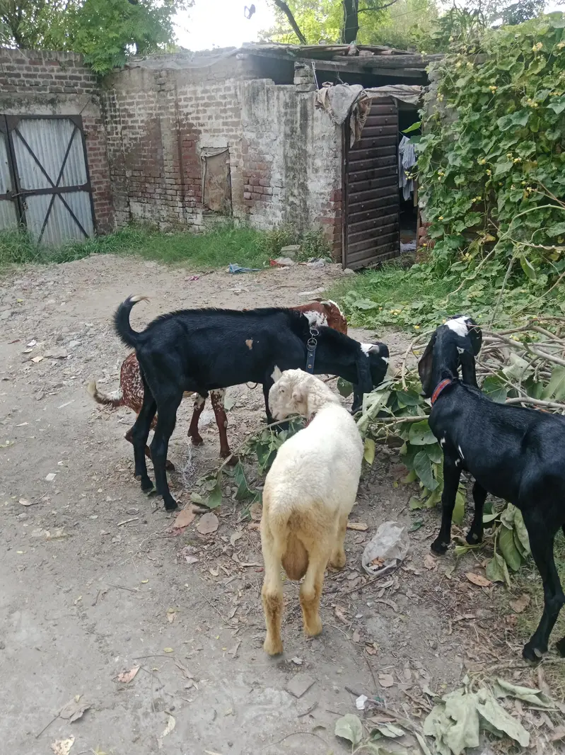 Mekhichni goat fresh cross breed pic attached — photo 8