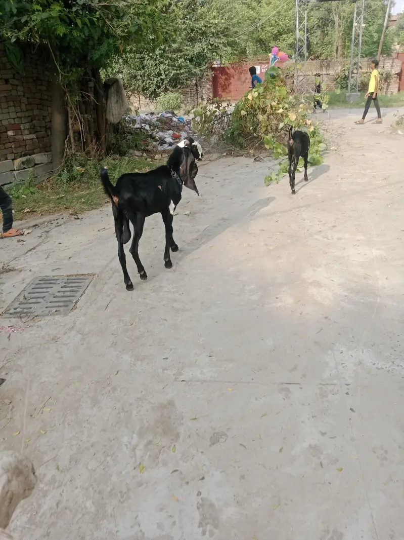 Mekhichni goat fresh cross breed pic attached — photo 9
