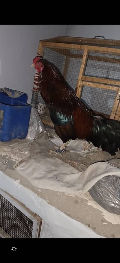 aseel murga full vaccinated