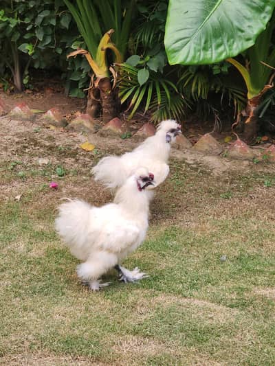 Male Silkie Bantam