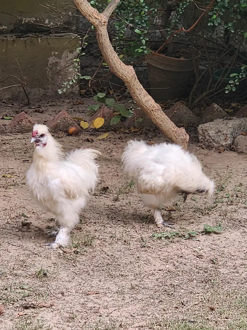Male Silkie Bantam — photo 2