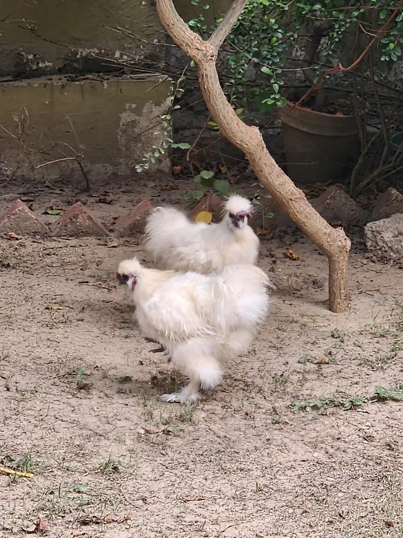 Male Silkie Bantam — photo 3