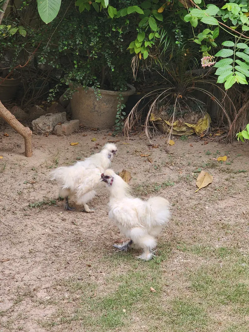 Male Silkie Bantam — photo 4