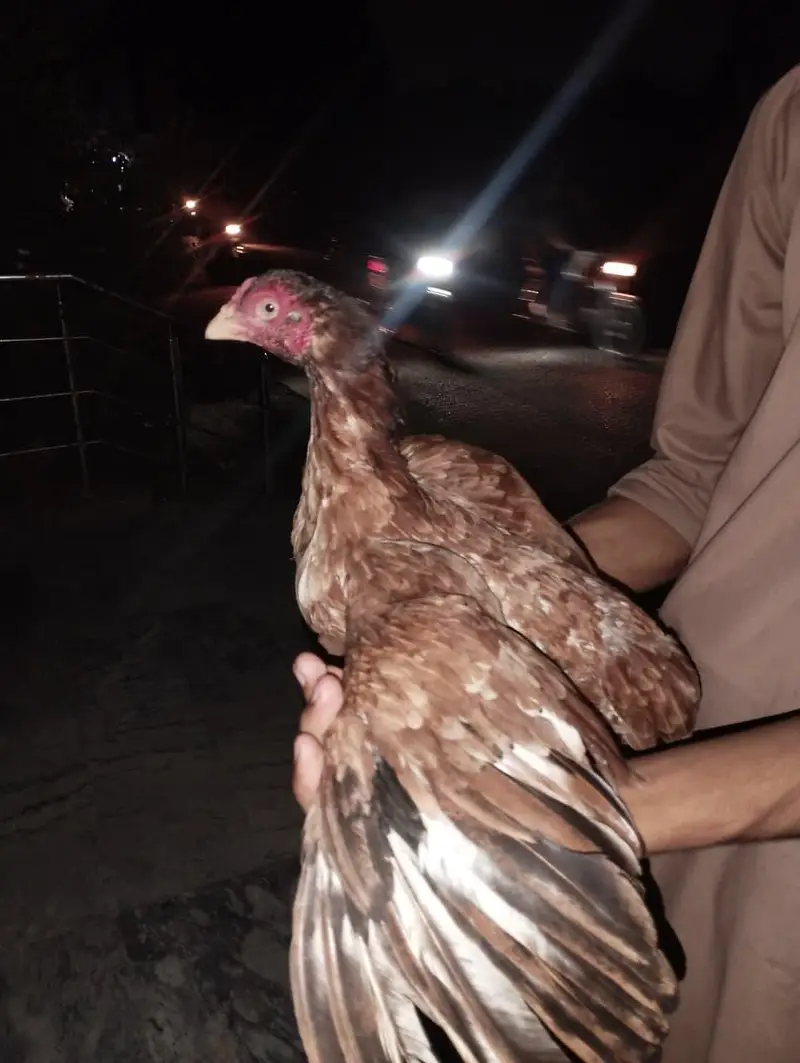 lakhi madi aseel — photo 3