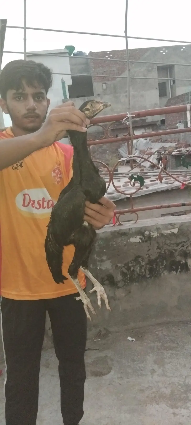 Aseel Thai +Heera+Sindi +mushka +maroha — photo 3