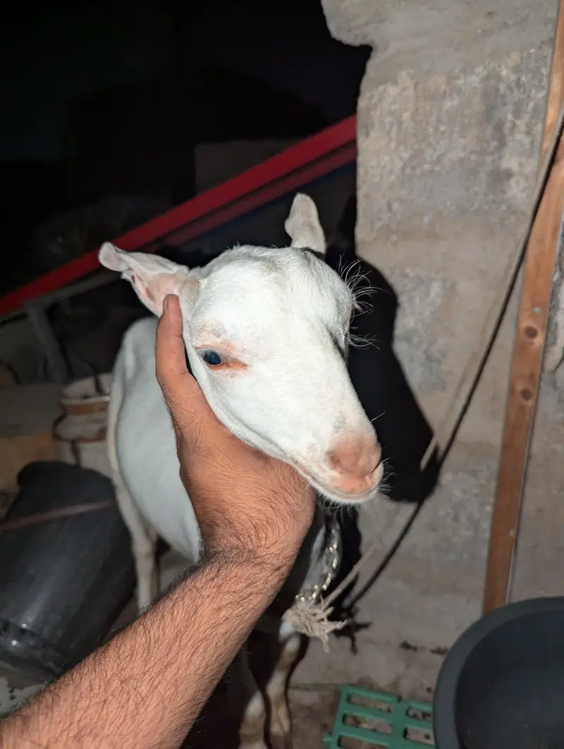 teddy bakri — photo 2