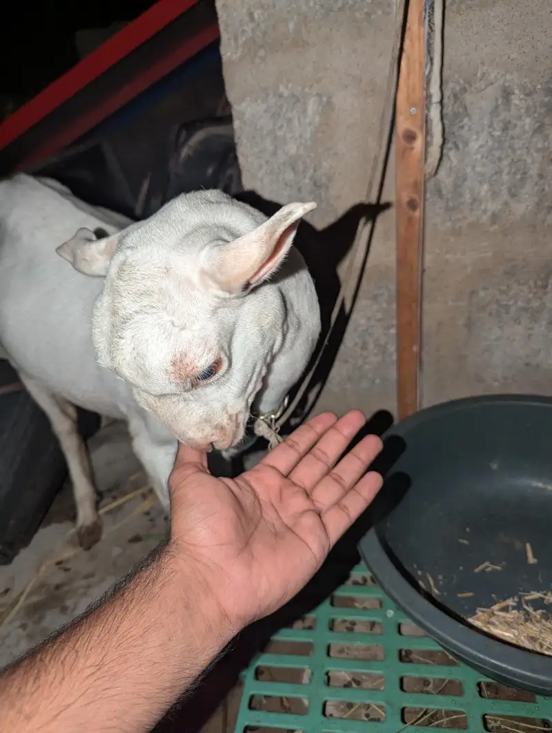 teddy bakri — photo 5