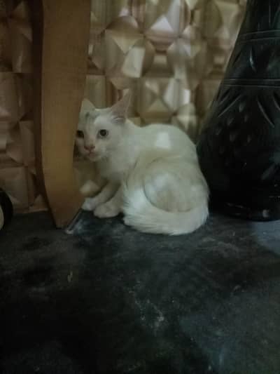 white Persian cat double eyes