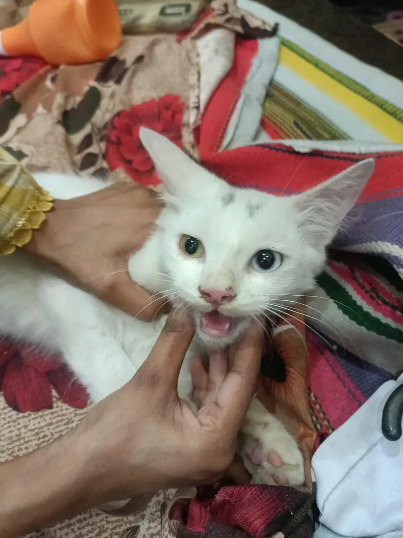 white Persian cat double eyes — photo 2