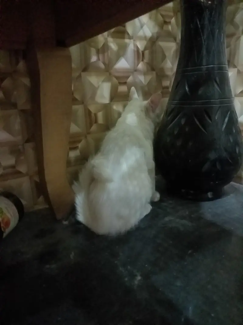 white Persian cat double eyes — photo 3