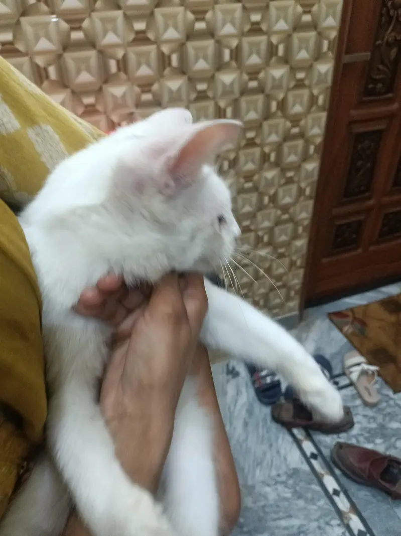 white Persian cat double eyes — photo 5