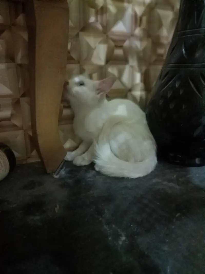 white Persian cat double eyes — photo 6
