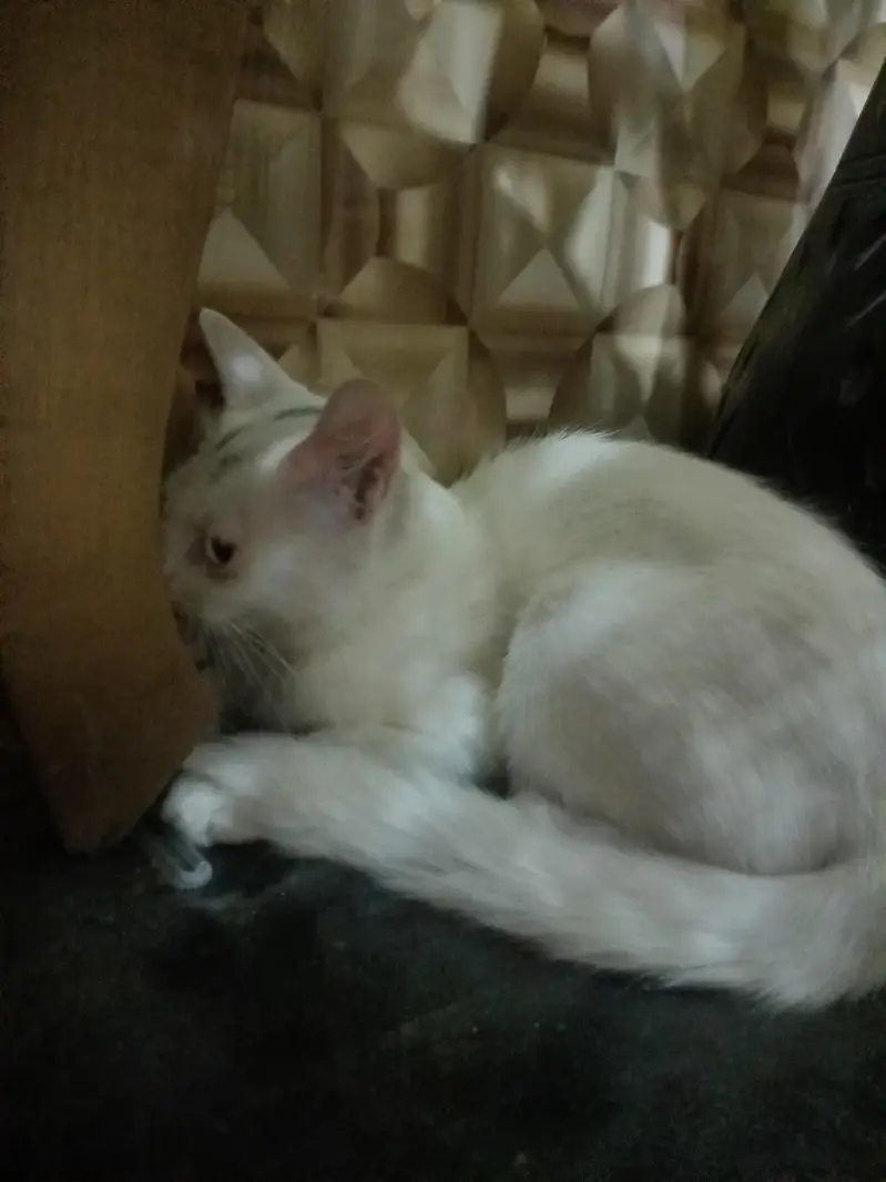 white Persian cat double eyes — photo 7