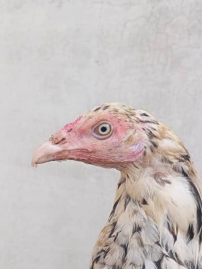 Aseel female for sale