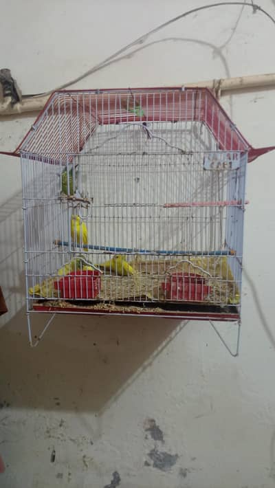 Australian parrots