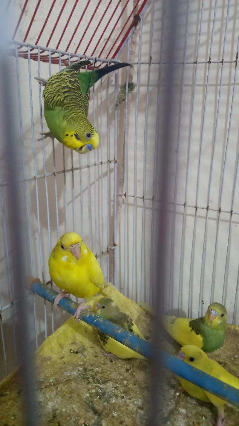 Australian parrots — photo 2