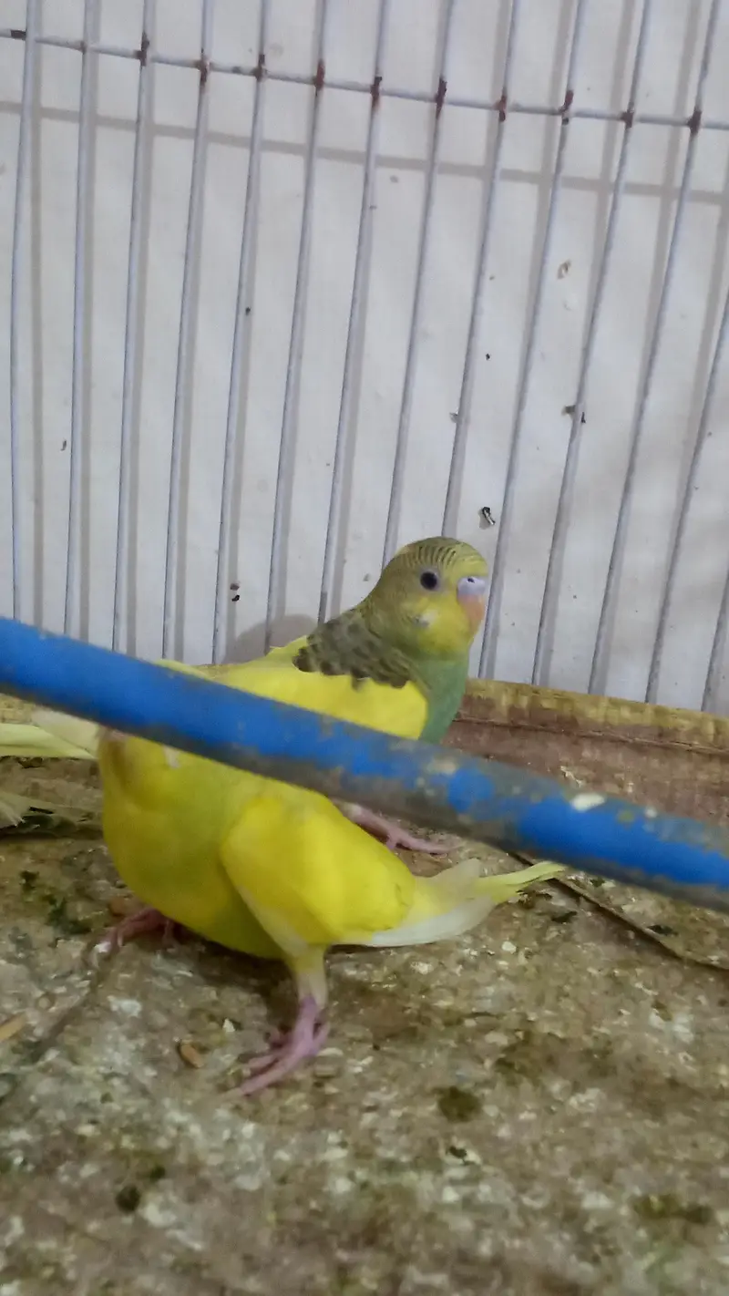 Australian parrots — photo 3
