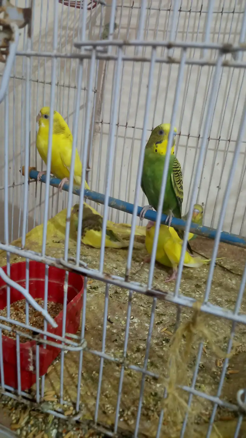 Australian parrots — photo 4