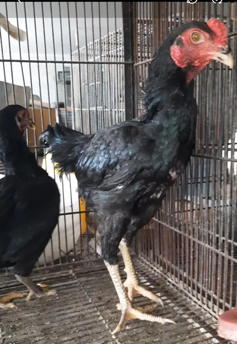 ko shamo black — photo 4