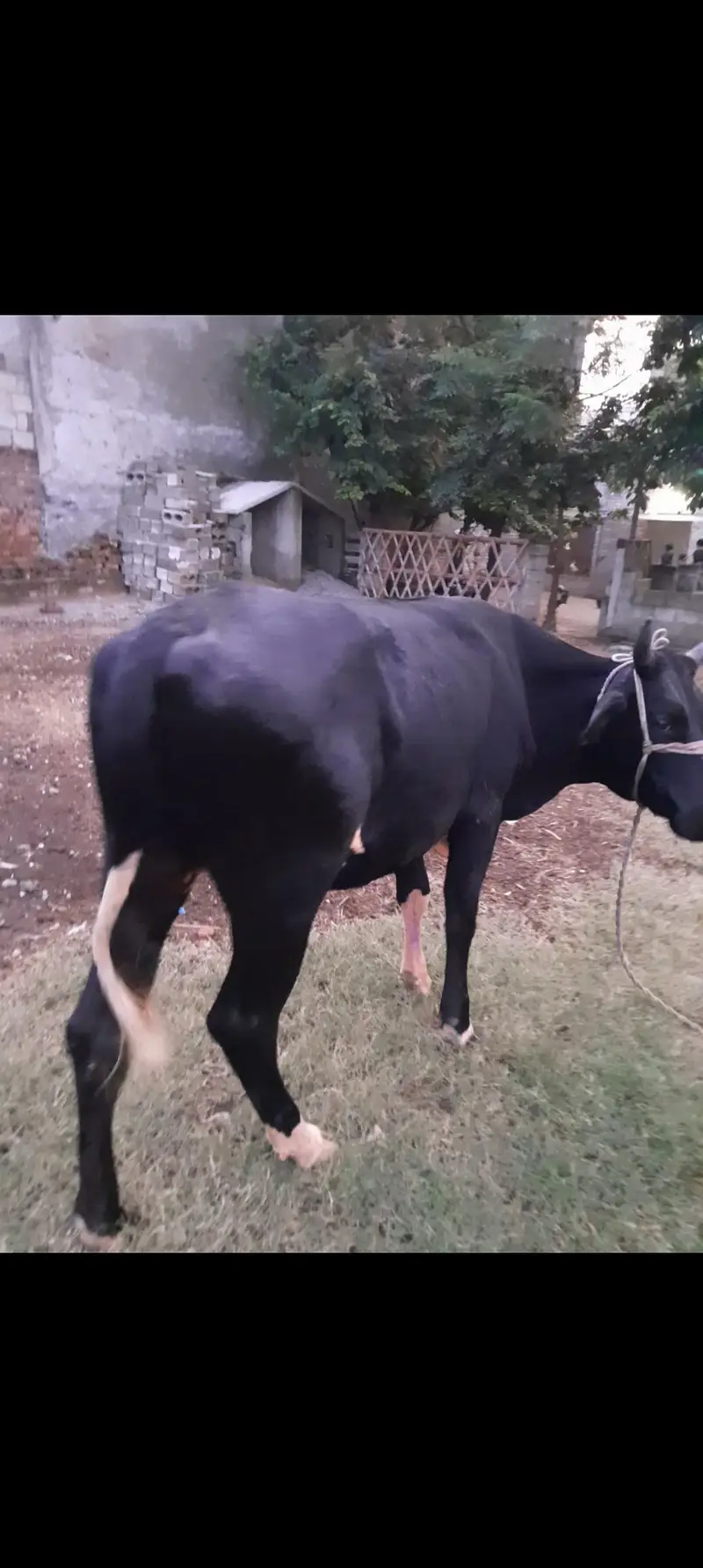 Frezian Sahiwal mix — photo 2