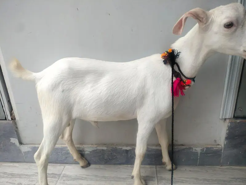 Mashallah vip gulabi tapra detail in description — photo 2