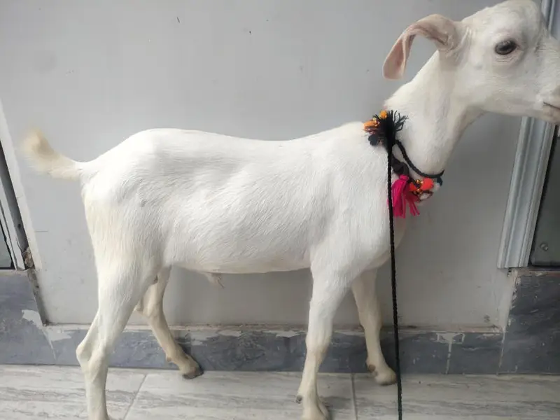 Mashallah vip gulabi tapra detail in description — photo 4