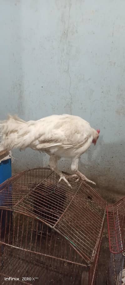 Silkie white and black /Heera