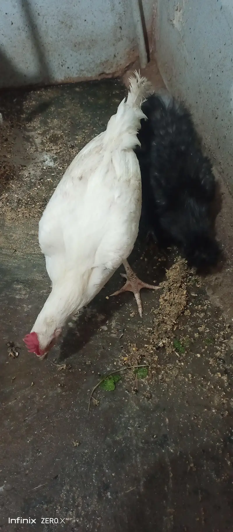 Silkie white and black /Heera — photo 2