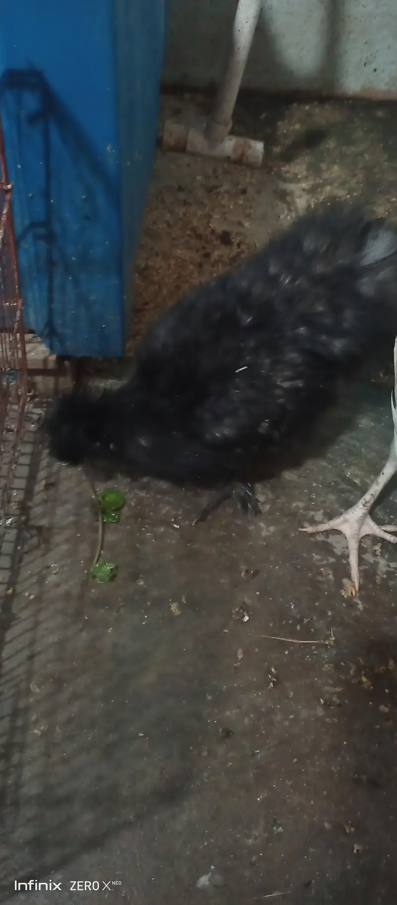 Silkie white and black /Heera — photo 3