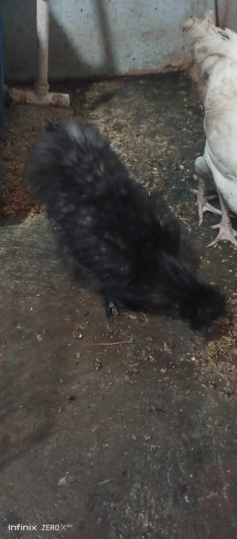 Silkie white and black /Heera — photo 4