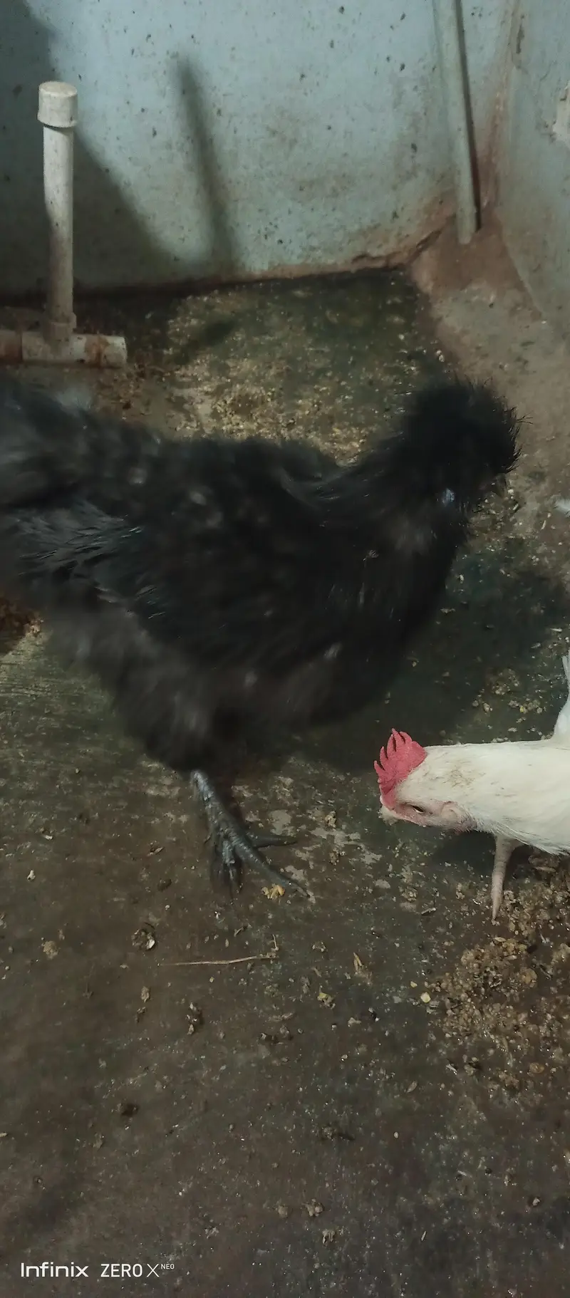 Silkie white and black /Heera — photo 5