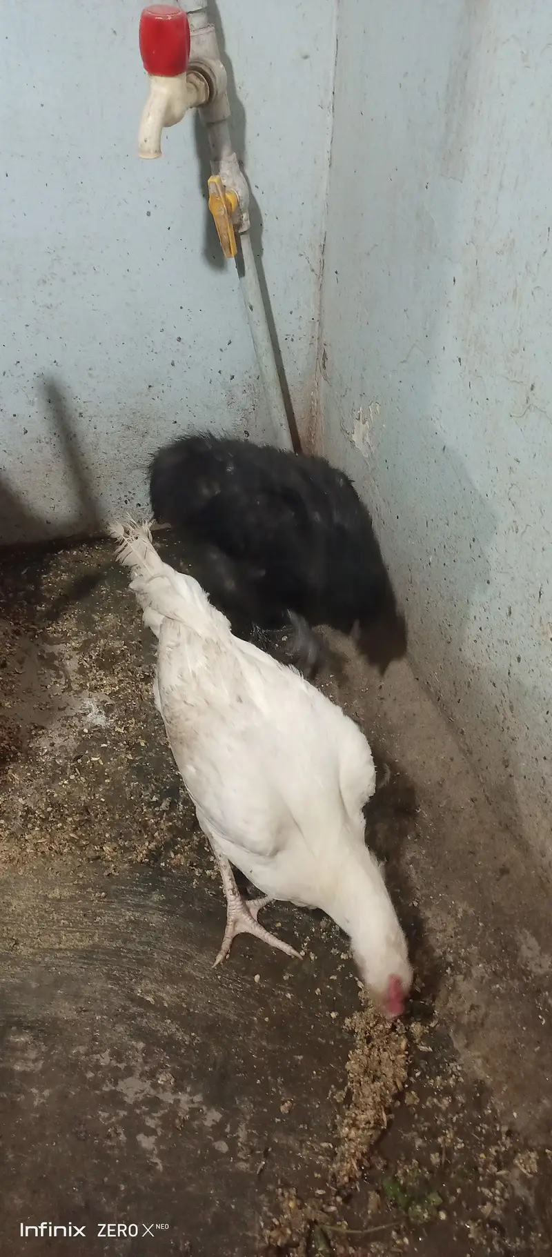Silkie white and black /Heera — photo 6