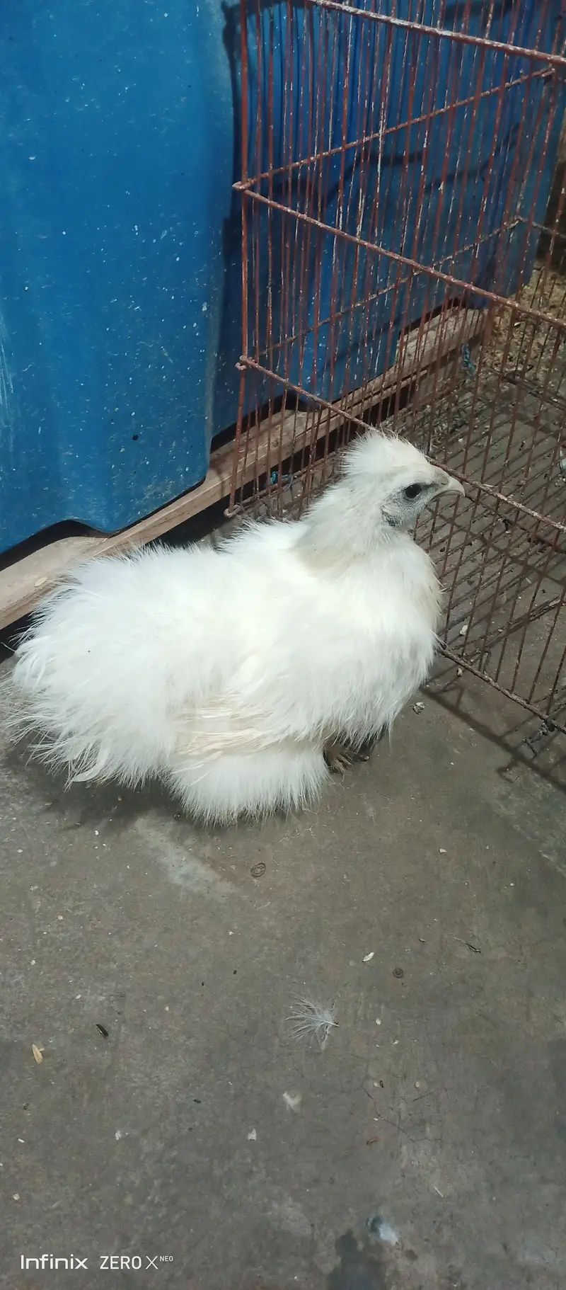 Silkie white and black /Heera — photo 7