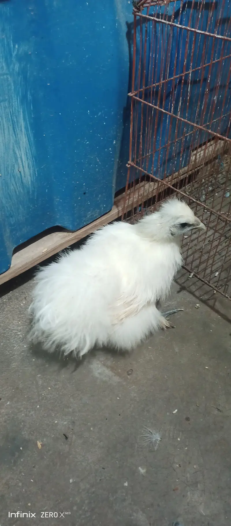 Silkie white and black /Heera — photo 8