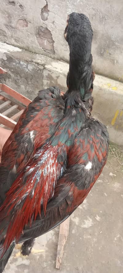 cock in thai