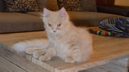Beautiful Persian For sale