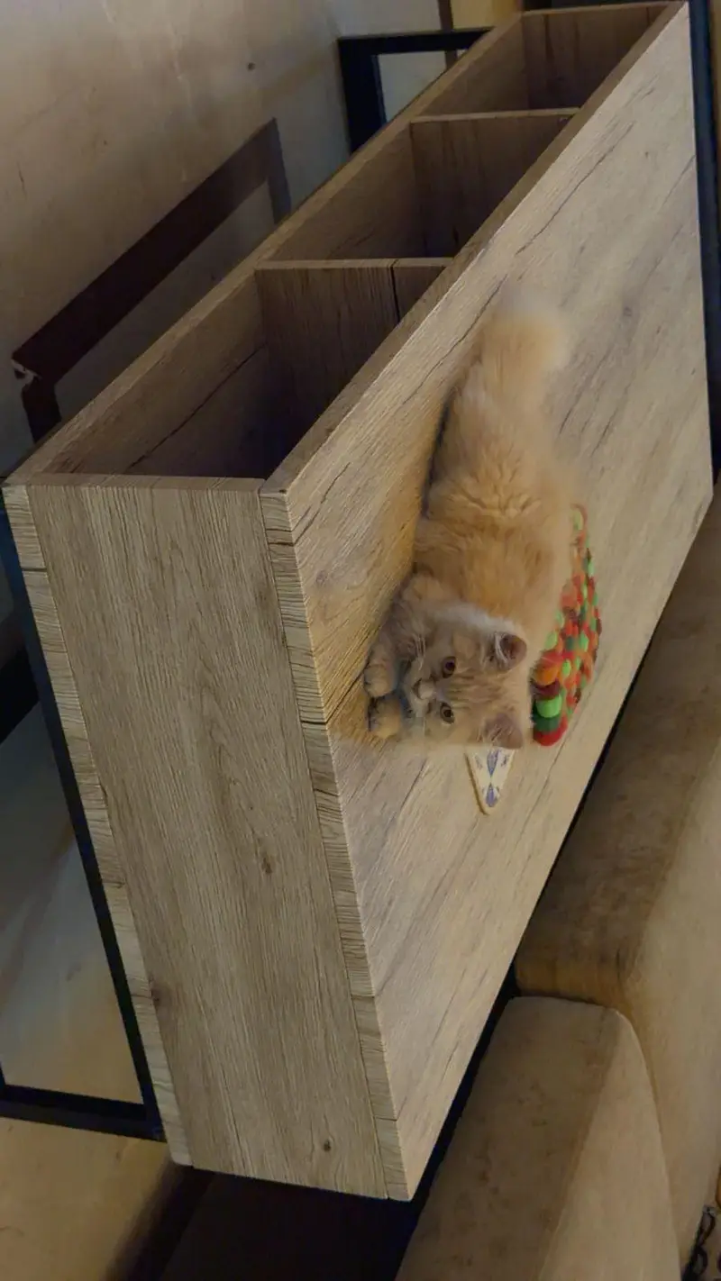 Beautiful Persian For sale — photo 2