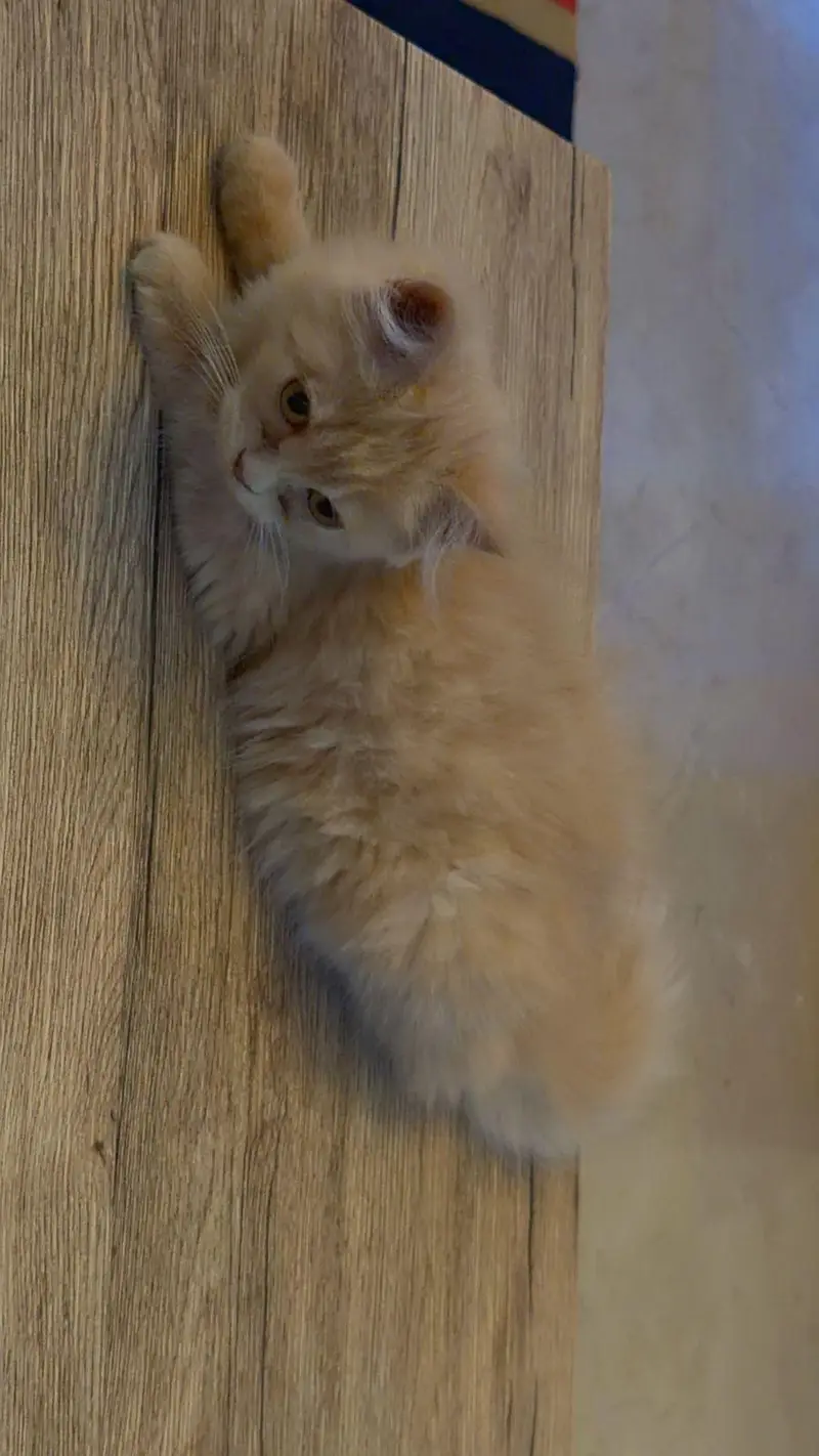Beautiful Persian For sale — photo 3