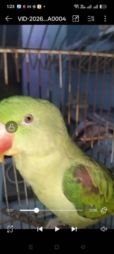 Kashmiri rah parrot