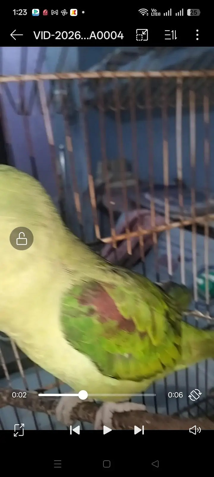 Kashmiri rah parrot — photo 2