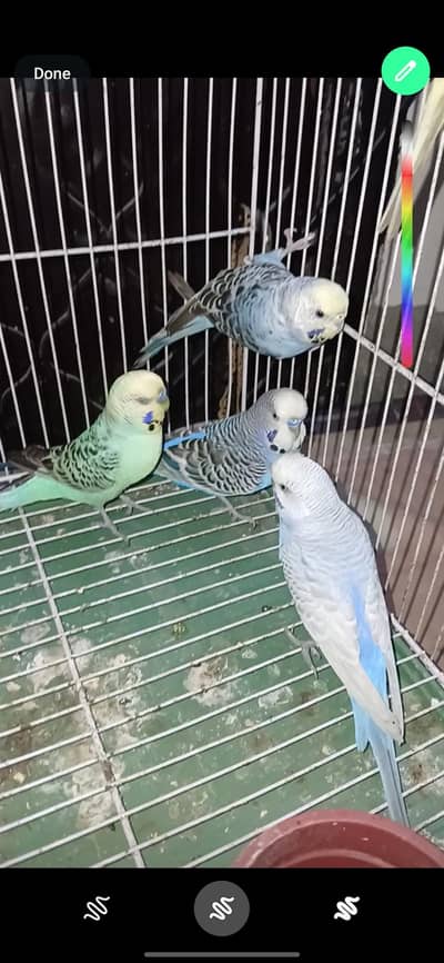 king size Breeder Pairs Budgies Exchange option available